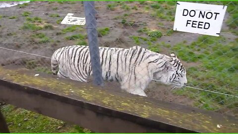 Bengal tigers