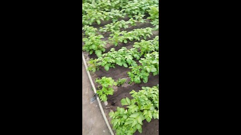 Potato Plants