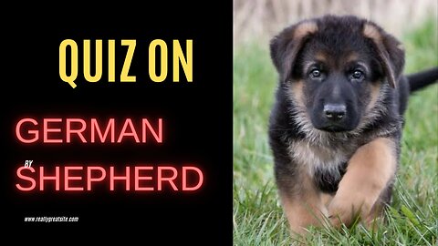 Quiz on German shepherd