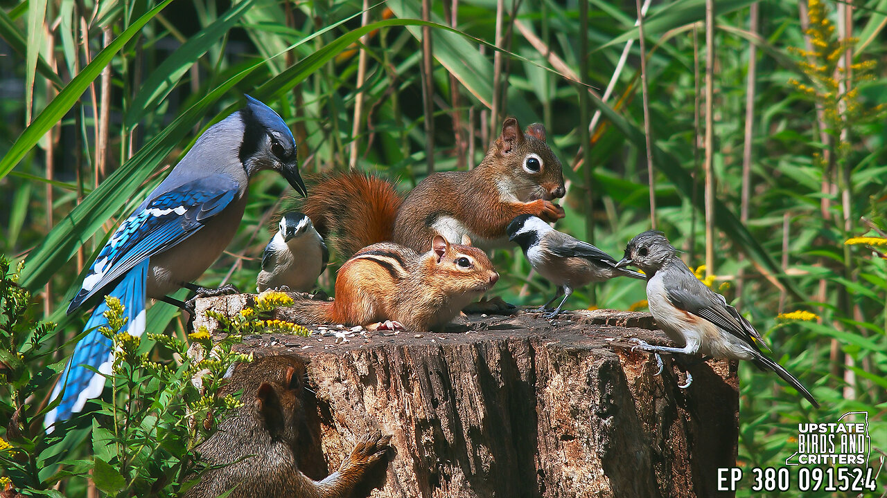 Upstate Birds And Critters: Ep 380 — 091524 Cat TV Dog TV