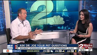 Ask Dr. Joe Your Pet Questions