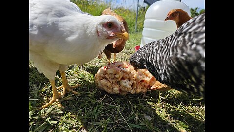 Frozen Apple treat for Chicken air conditioning