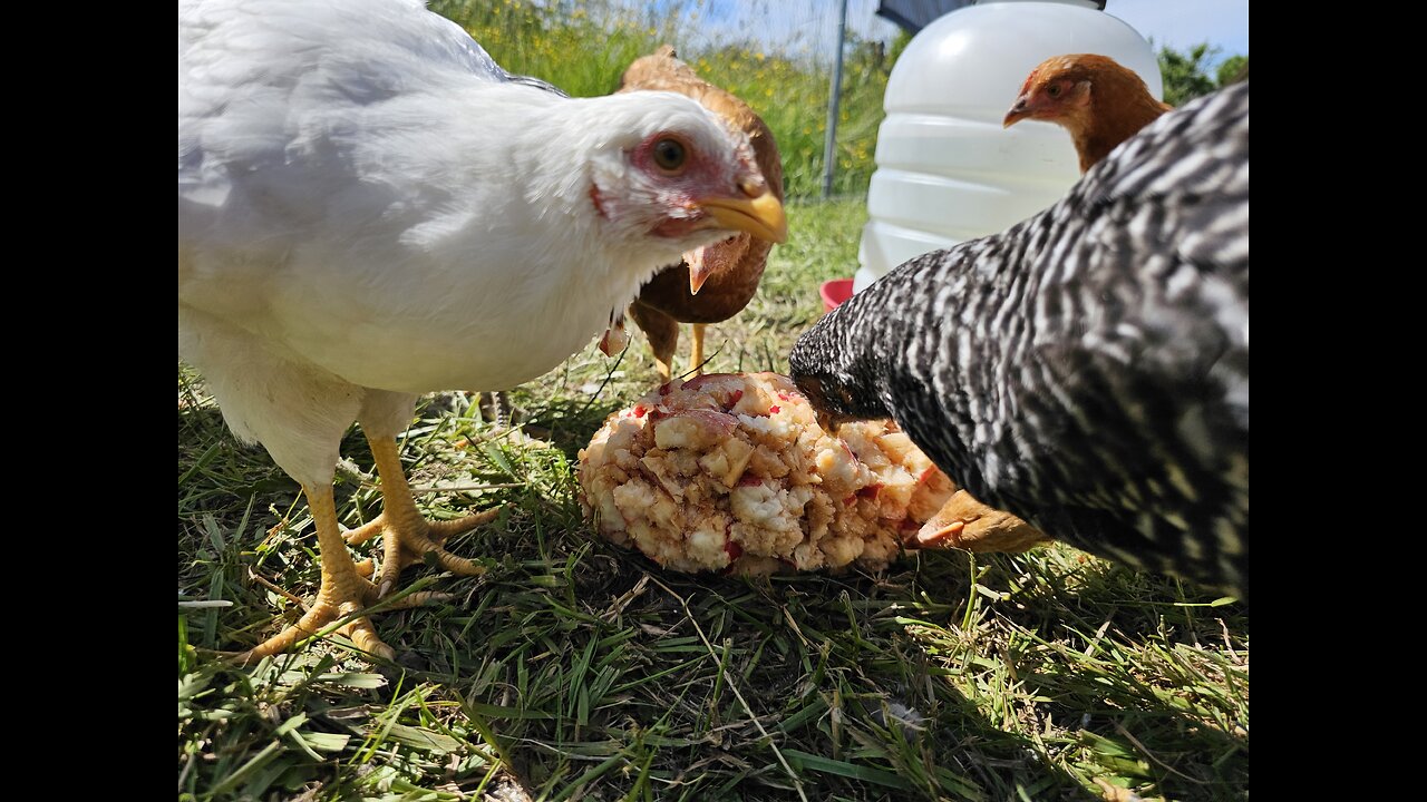 Frozen Apple treat for Chicken air conditioning