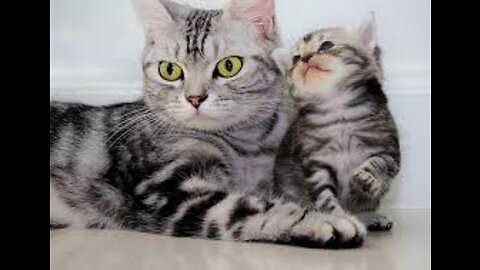 A cat playing with its Mother 😽😽😽😽😽