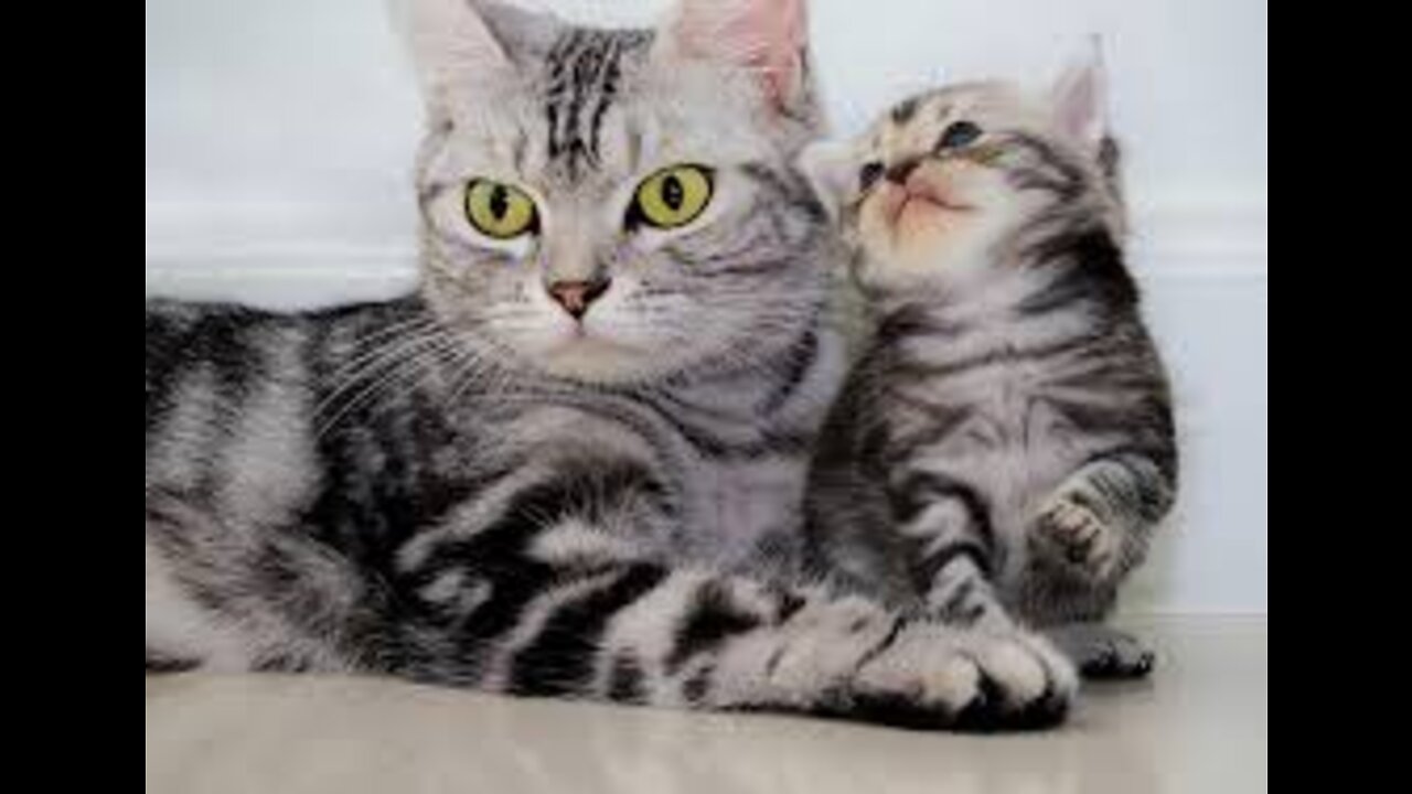 A cat playing with its Mother 😽😽😽😽😽