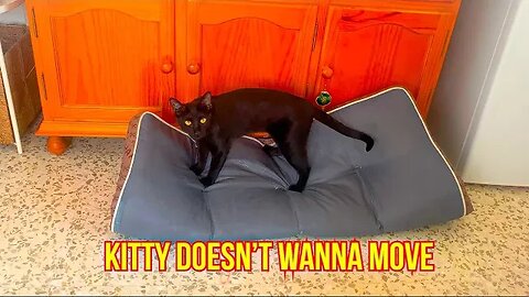 How To Make A Cat Move Out Of The Way