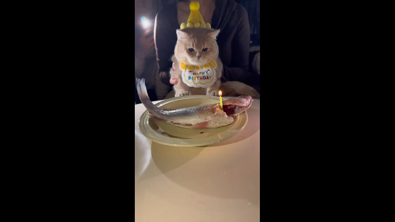 My Kitty Birthday Party