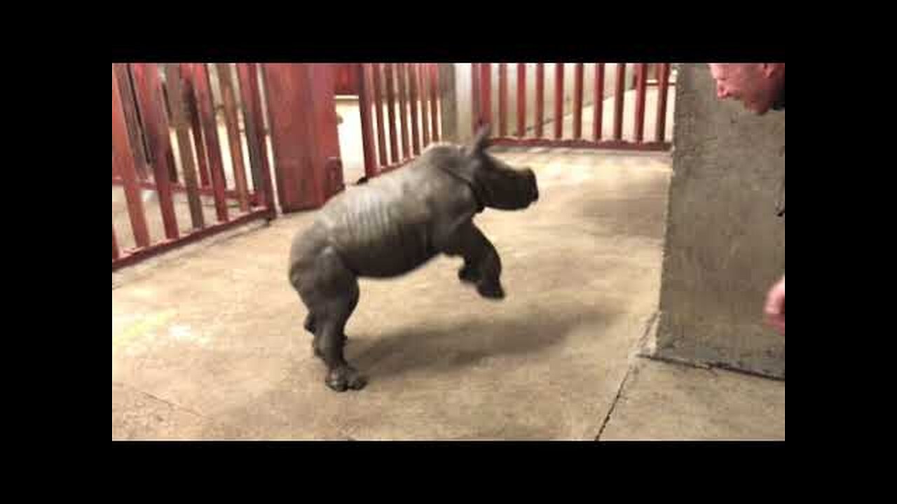 Rhino calf plays with zoo keeper