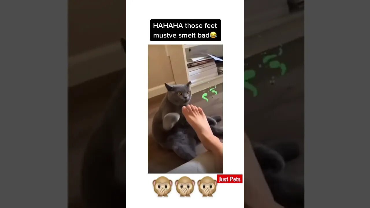 I hate smelly feet 🦶 #shorts #tiktok #cute #funnyanimals #cat