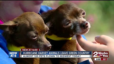 Hurricane Harvey animals leave Green Country