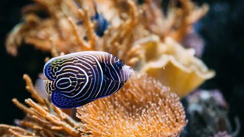 A Virtual Tour of the Fascinating Sea Fish Exhibit at the Zoo