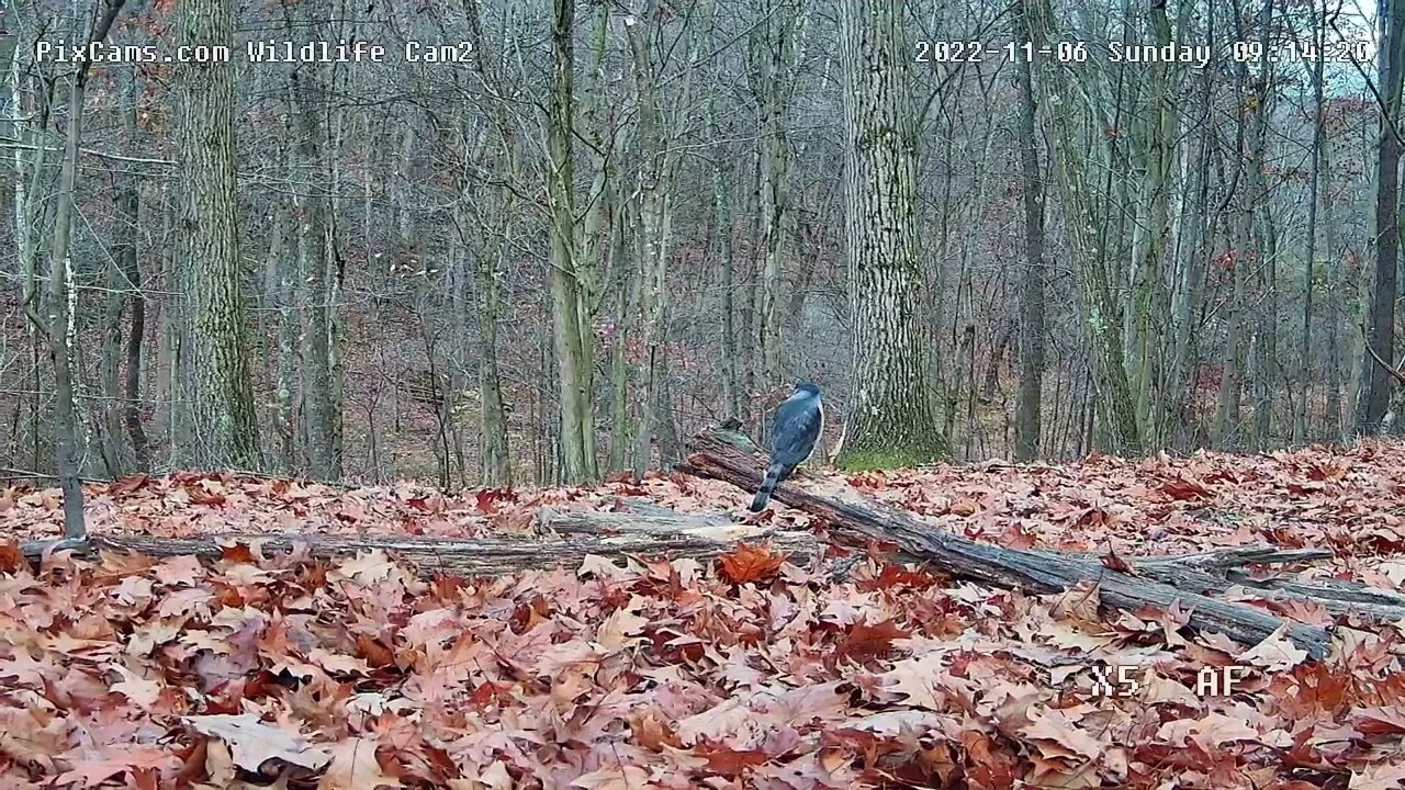 Coopers Hawk visits WL cam 2 11/6/22