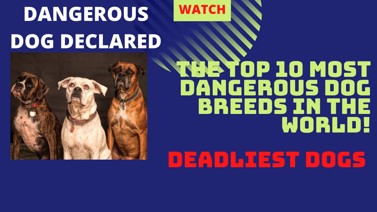 What are the top 10 most dangerous dog breeds in the world! Dangerous dog declared:10 DEADLIEST DOGS