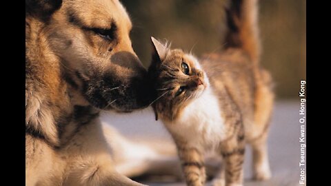 Cats and dogs playing _ 2