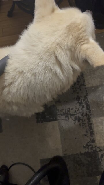 My dogs actually like the vacuum