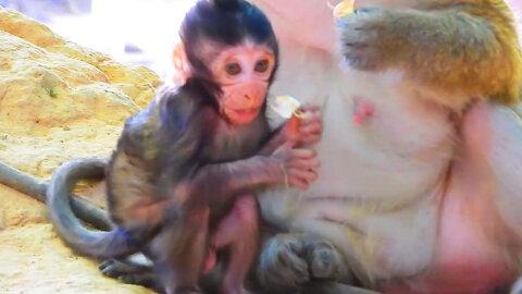 IT is cute baby monkey