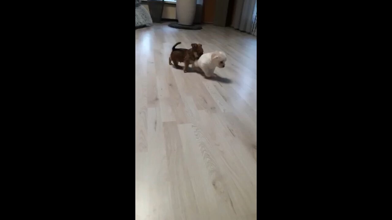 Cute puppies playing