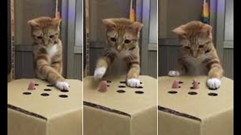 Cat playing cardboard game funny