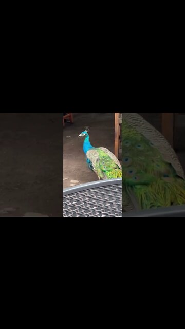 Peacocks in Comala Mexico!