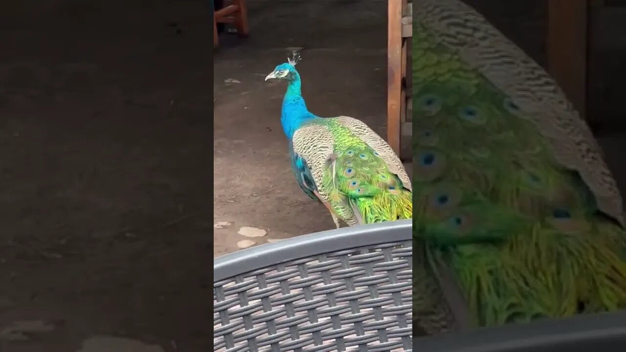 Peacocks in Comala Mexico!