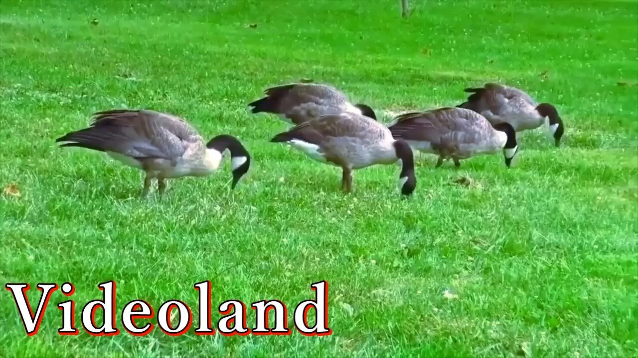 Healing with Geese