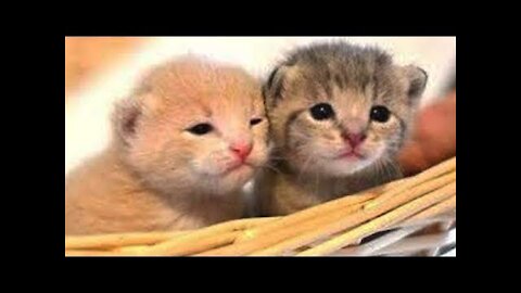 Chats Mignons ✪ Chats Drôles ✪ Vidéo De Chats À Mourir De Rire n°9