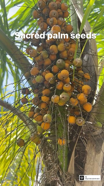 Sacred palm nuts