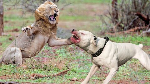 Dog VS Tiger (special show)