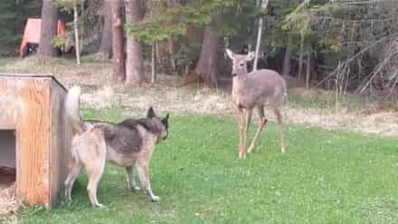 Hund og hjort leger fangeleg