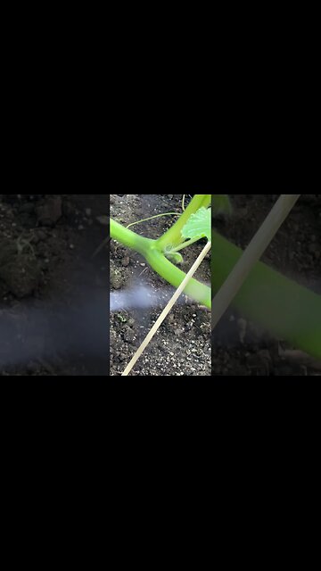 Giant Pumpkin Fast Roots #pumpkinleaves #giantpumpkin #pumpkins #gardening