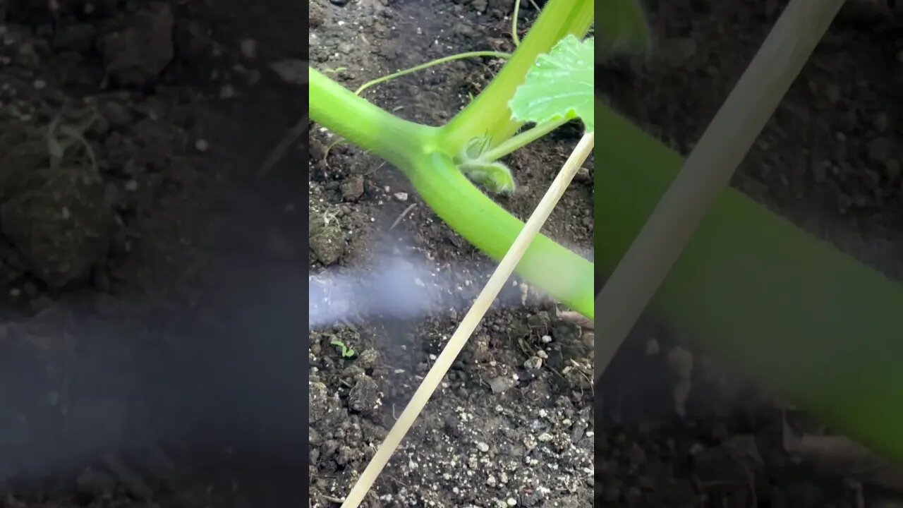 Giant Pumpkin Fast Roots #pumpkinleaves #giantpumpkin #pumpkins #gardening