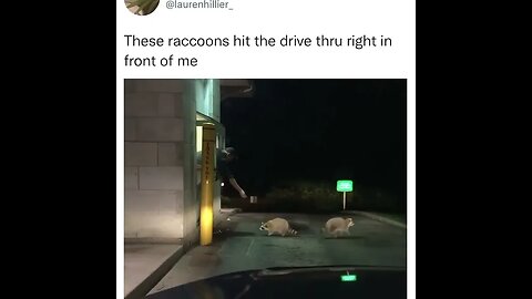 Raccoons Get Drive-Thru Treat