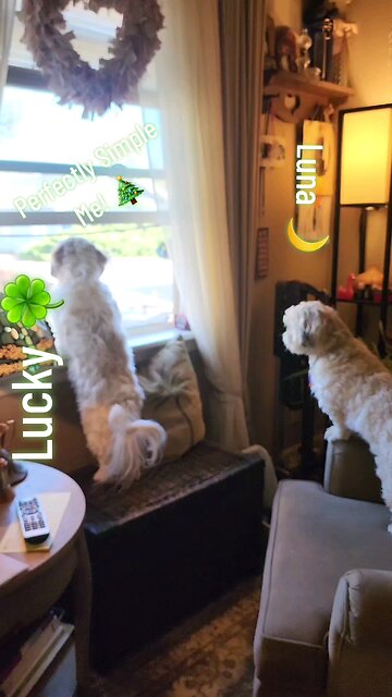 Best shop puppies ever!!!!