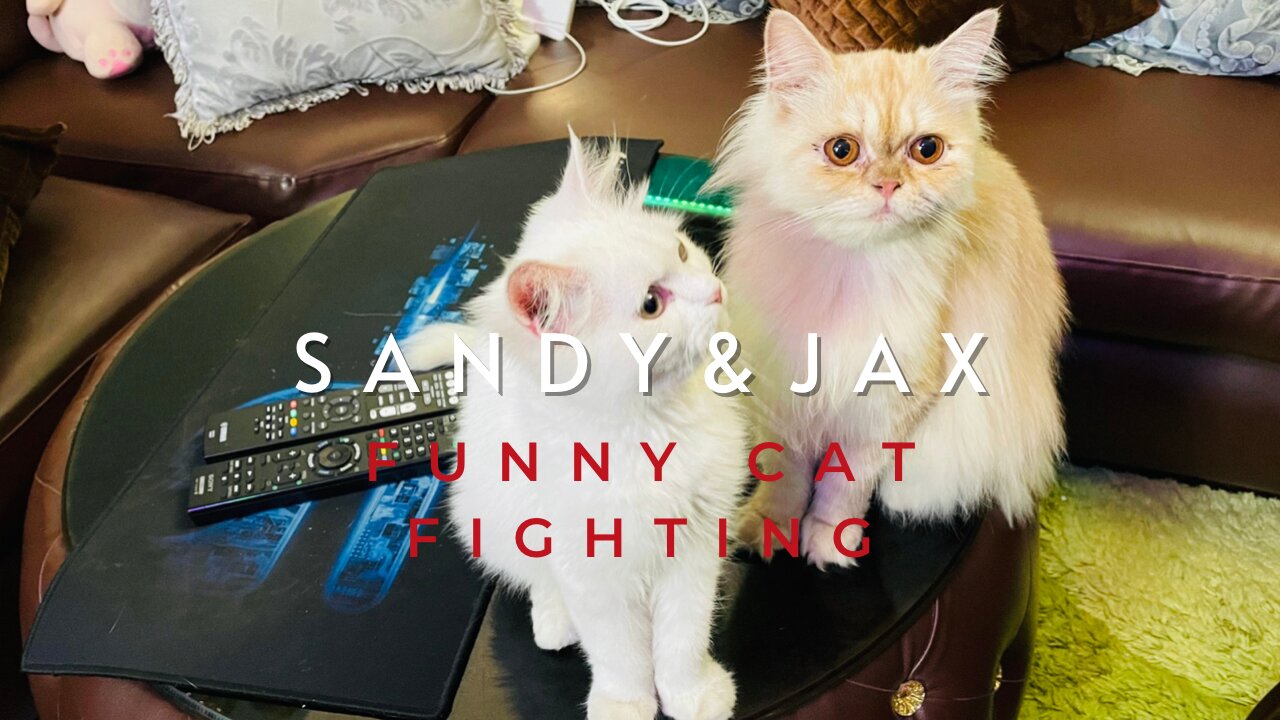 Sandy & Jax Show || Funny Kittens ||