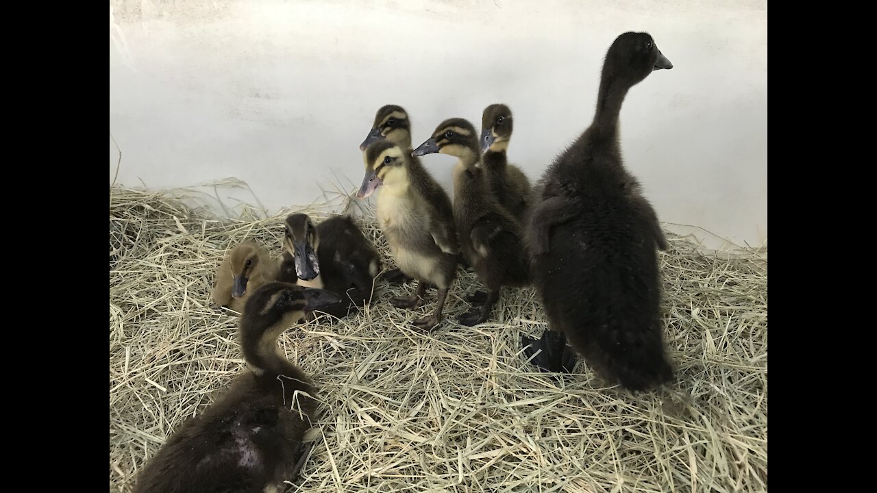 Two sets of ducklings