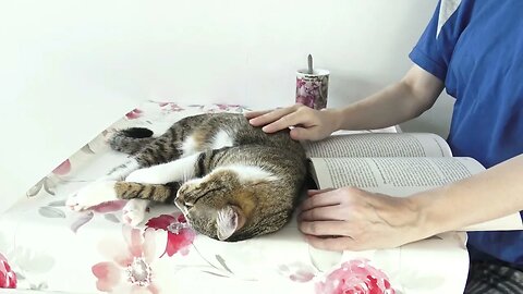 Cat Sits Next to Me while I Read