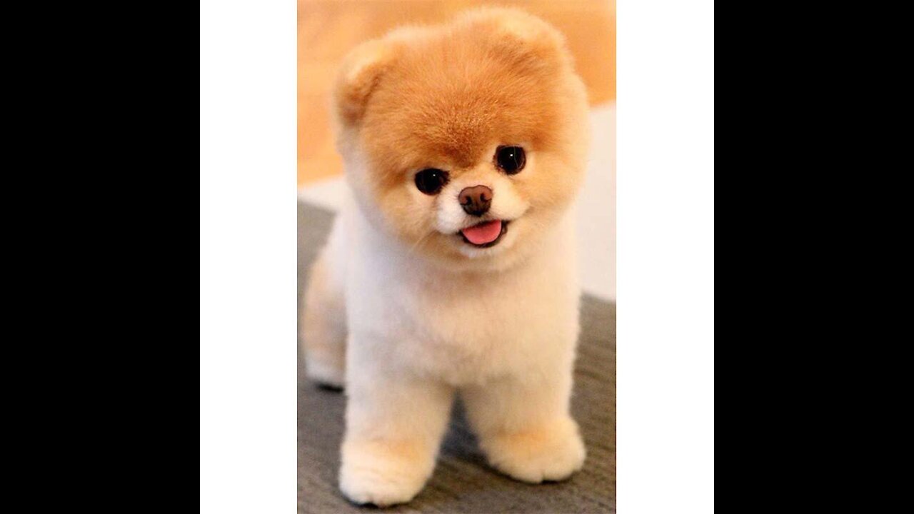 White pomeranian is so cute! lovely puppy video lovely pet