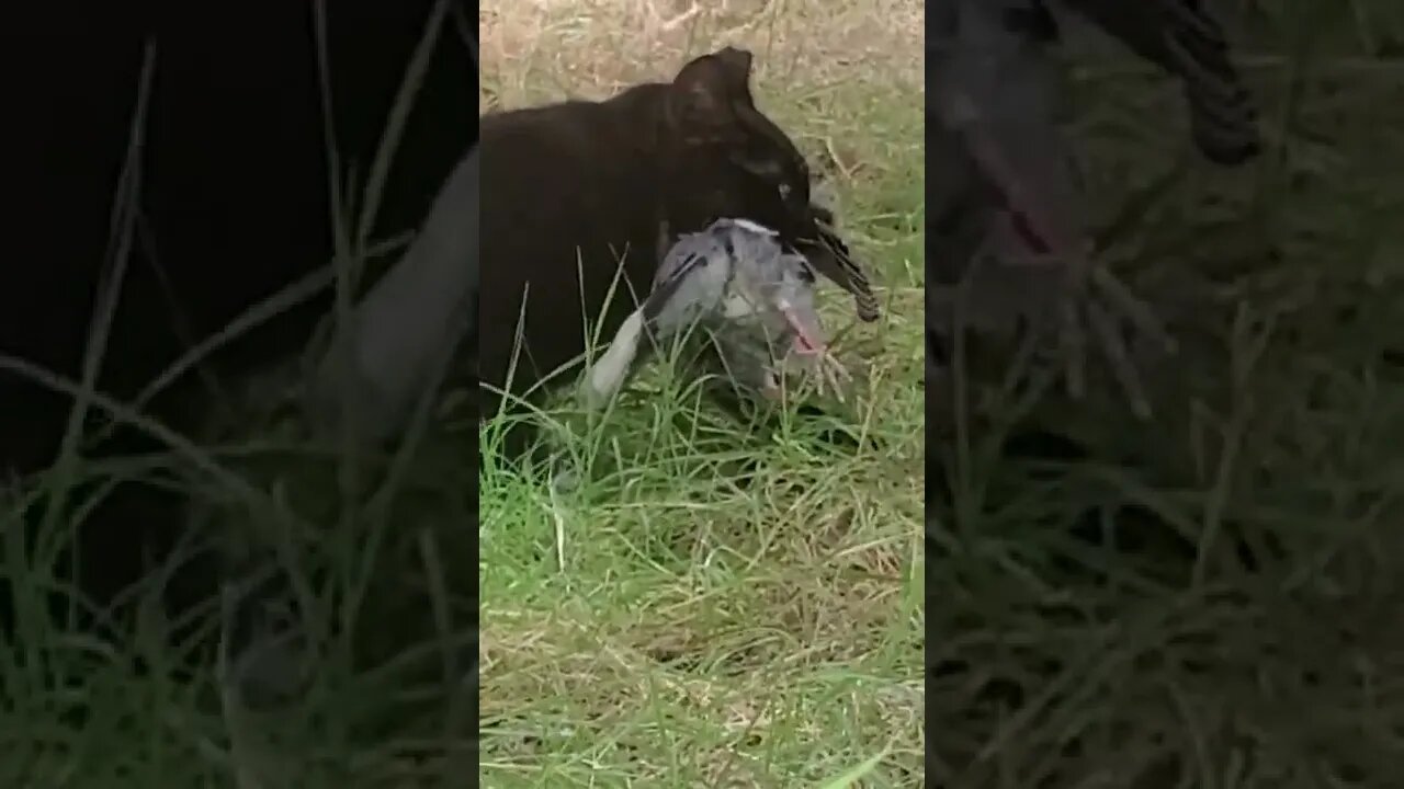 Kitten Friend caught LARGE PIDGEON !