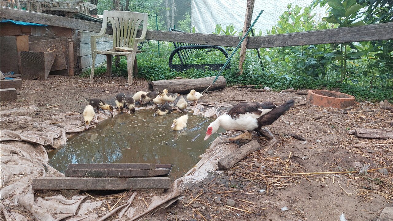Muscovy ducklings eating bugs