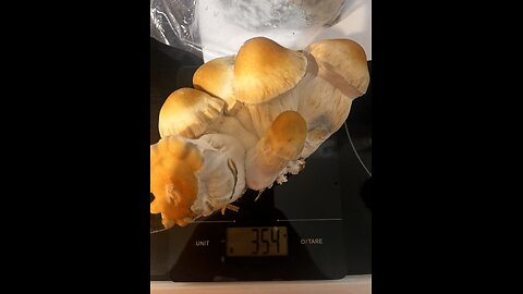 Super Grow Bags: From fruiting mushrooms to feeding your garden!