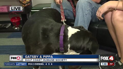 Pet of the Week: Gatsby & Pippa