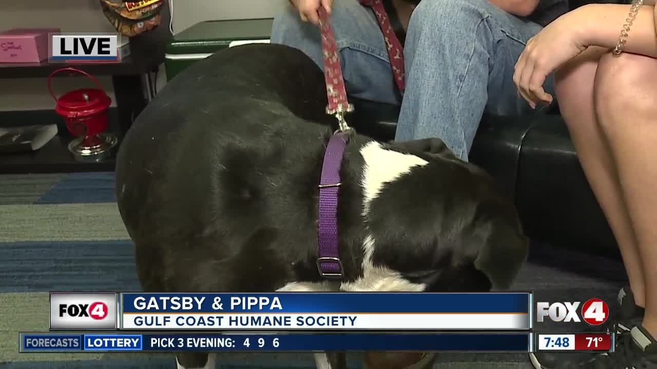 Pet of the Week: Gatsby & Pippa