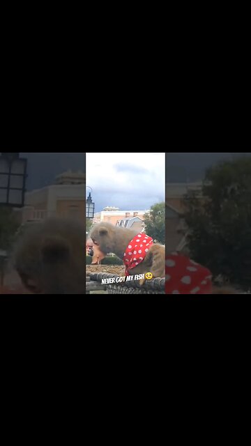 Country Bears Looking For Fish