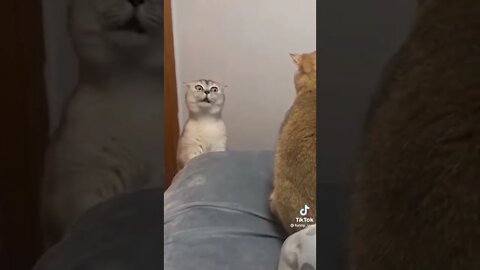 #shorts #funny #viral €€€#funnyvideos #cat