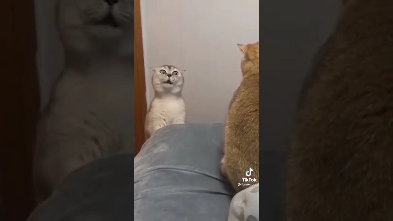 #shorts #funny #viral €€€#funnyvideos #cat