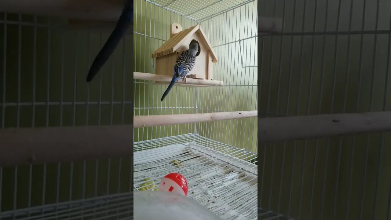 Mated Budgies Just Being Too Cute! 💖 #budgies #youtubeshorts #shorts #animallover #funny