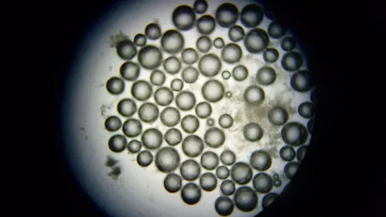 What is This Popular Beverage Under a High Power Microscope?