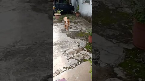 #dogshow , #animals , #dogs , #shorts (5)