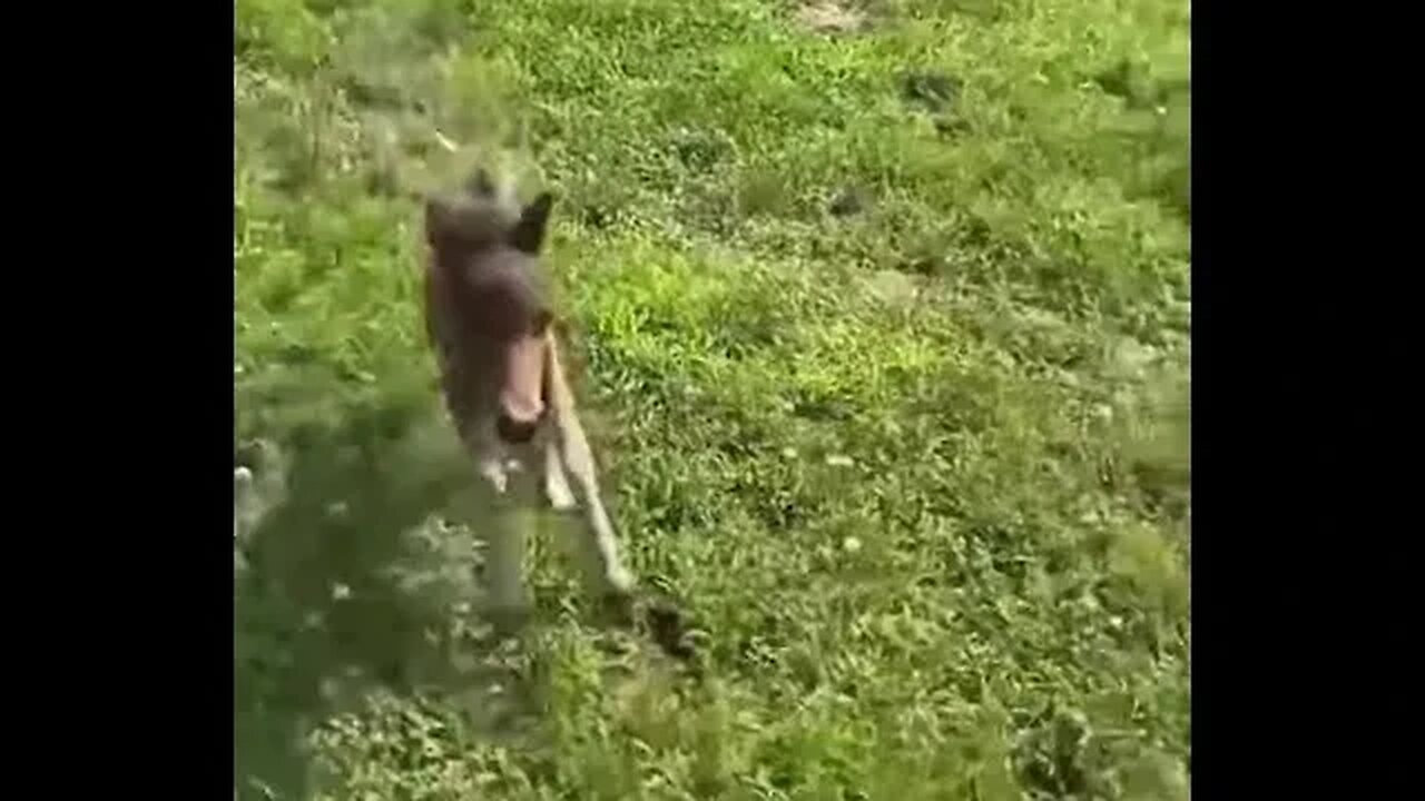 The smallest horse in the world