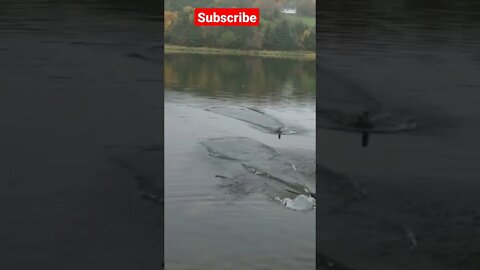 Free bird. #shorts #duck